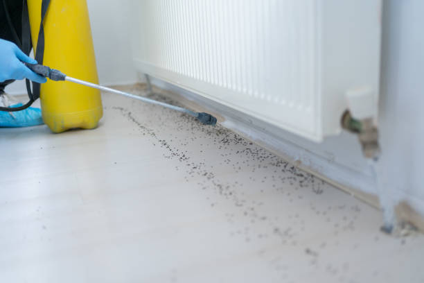 Best Cockroach Control Services  in Olivarez, TX