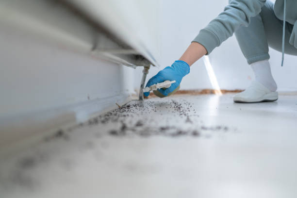 Best Mosquito Control Services  in Olivarez, TX